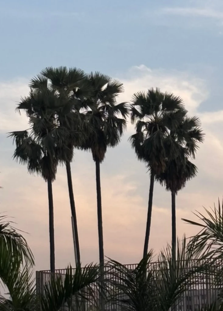 Palm trees against an evening sky